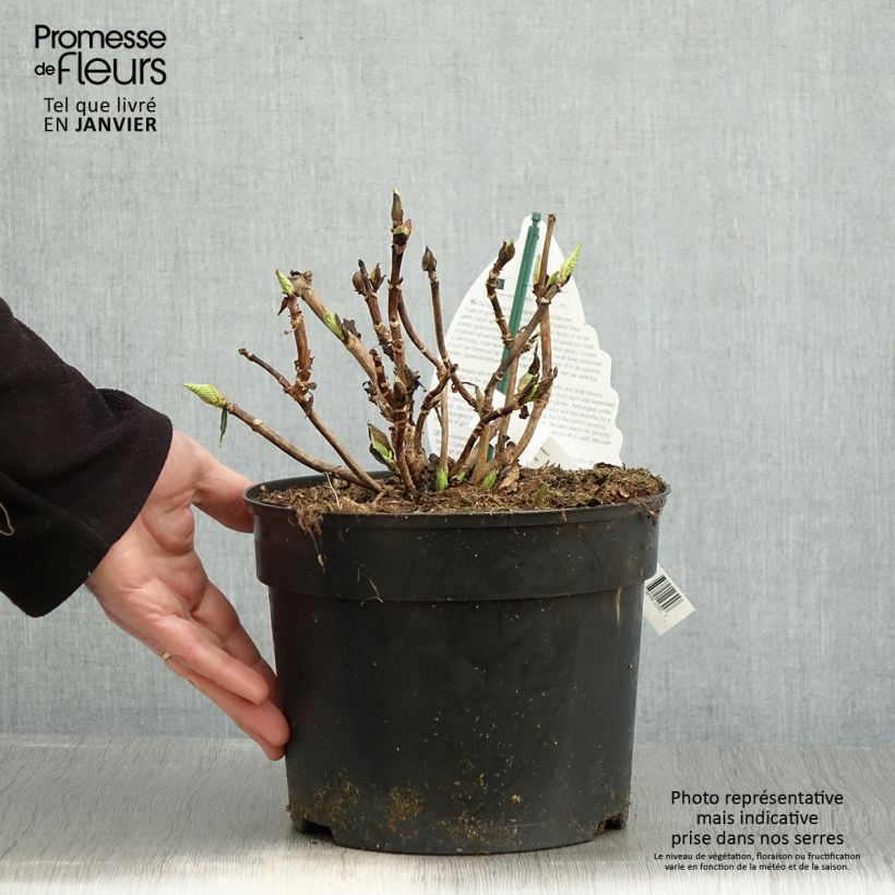 Exemplar von Hydrangea macrophylla Verdi - Bauernhortensie Topf mit 4L/5L wie im Winter geliefert