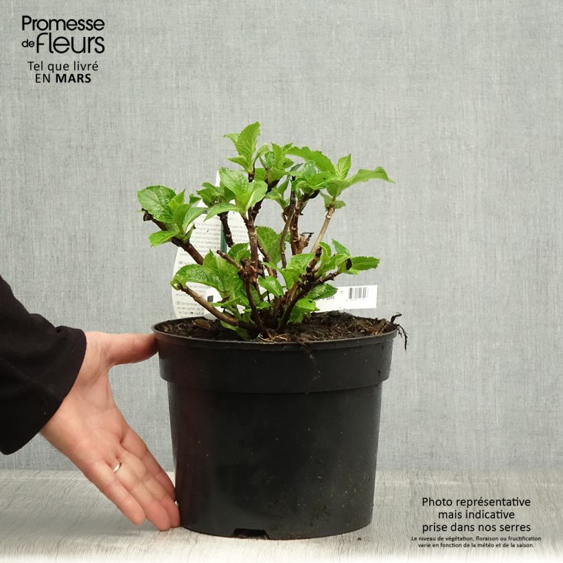 Exemplar von Hydrangea macrophylla Verdi - Bauernhortensie Topf mit 4L/5L wie im Frühjahr geliefert