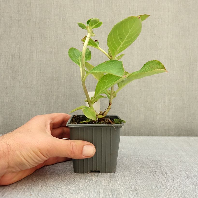 Exemplar von Hydrangea macrophylla 'Youme H1917' LOVE (YOU & ME® series) - Bauernhortensie Kleine Töpfe von 8/9 cm wie im Herbst geliefert