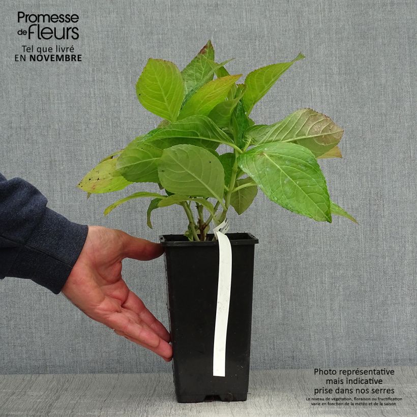 Exemplar von Hydrangea macrophylla You and Me Romance - Bauernhortensie Topf mit 1,5L/2L wie im Herbst geliefert