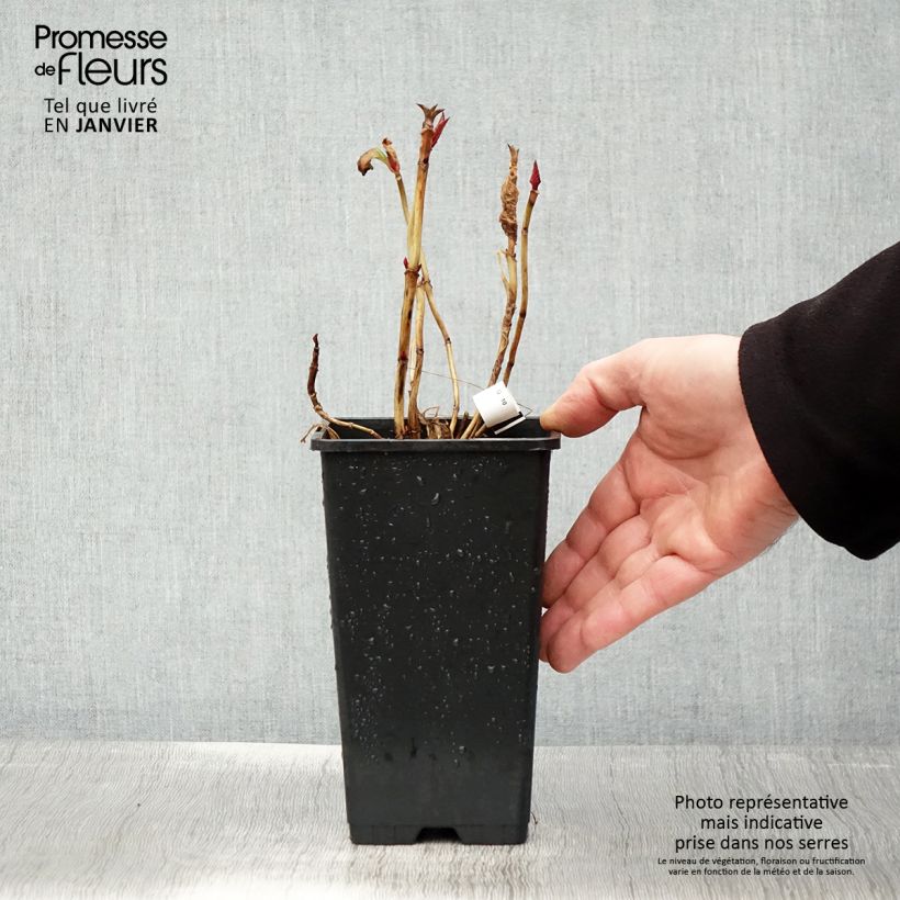 Exemplar von Hydrangea macrophylla You and Me Romance - Bauernhortensie Topf mit 1,5L/2L wie im Winter geliefert