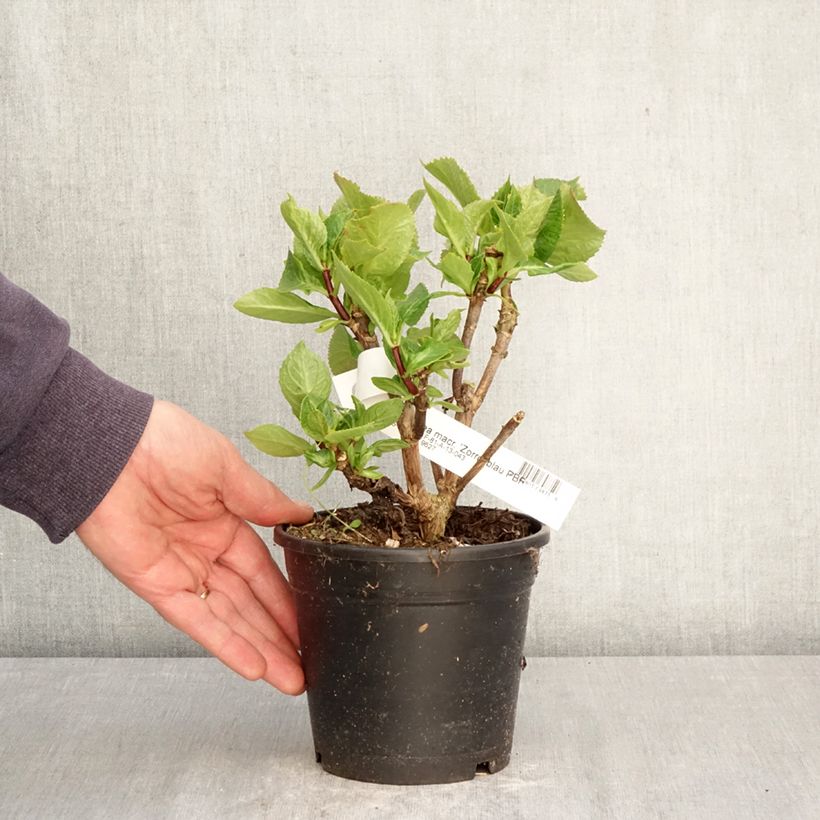 Exemplar von Hydrangea macrophylla Zorro Blue - Bauernhortensie Topf mit 1L/1,5L wie im Frühjahr geliefert