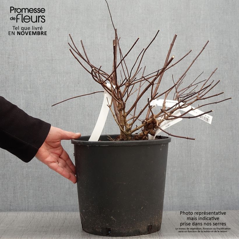 Exemplar von Rispenhortensie Diamant Rouge - Hydrangea paniculata Topf mit 7,5L/10L wie im Herbst geliefert