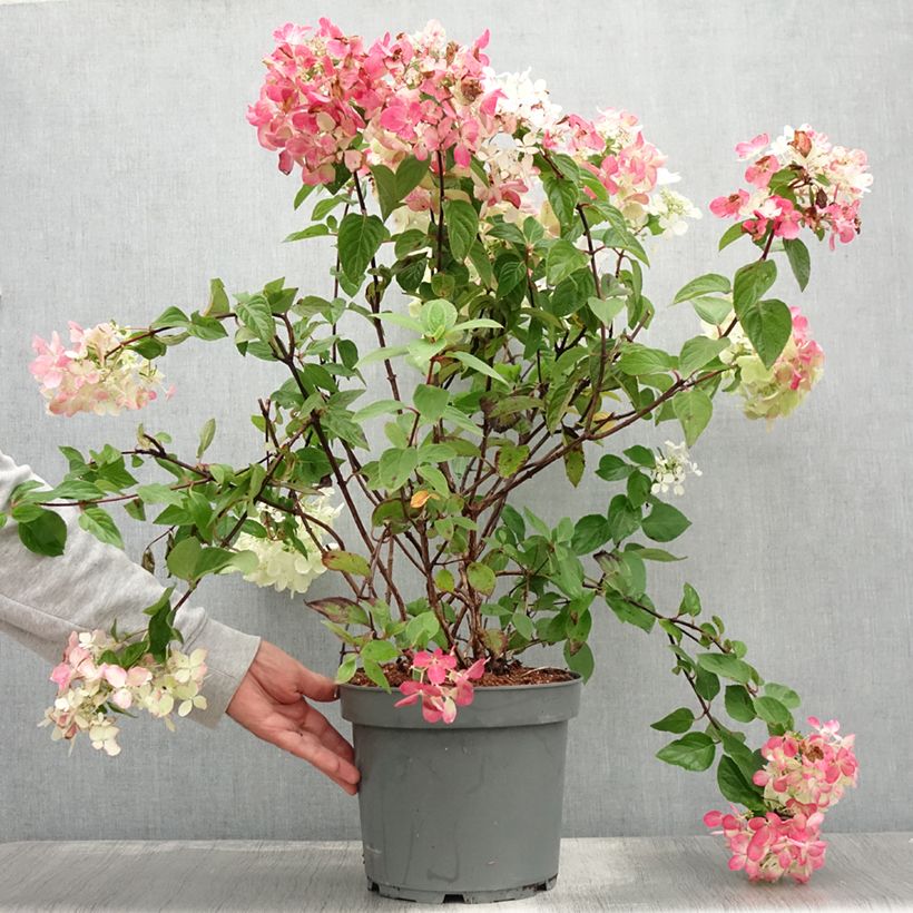 Exemplar von Rispenhortensie Diamant Rouge - Hydrangea paniculata Topf mit 7,5L/10L, Strauch wie im Sommer geliefert