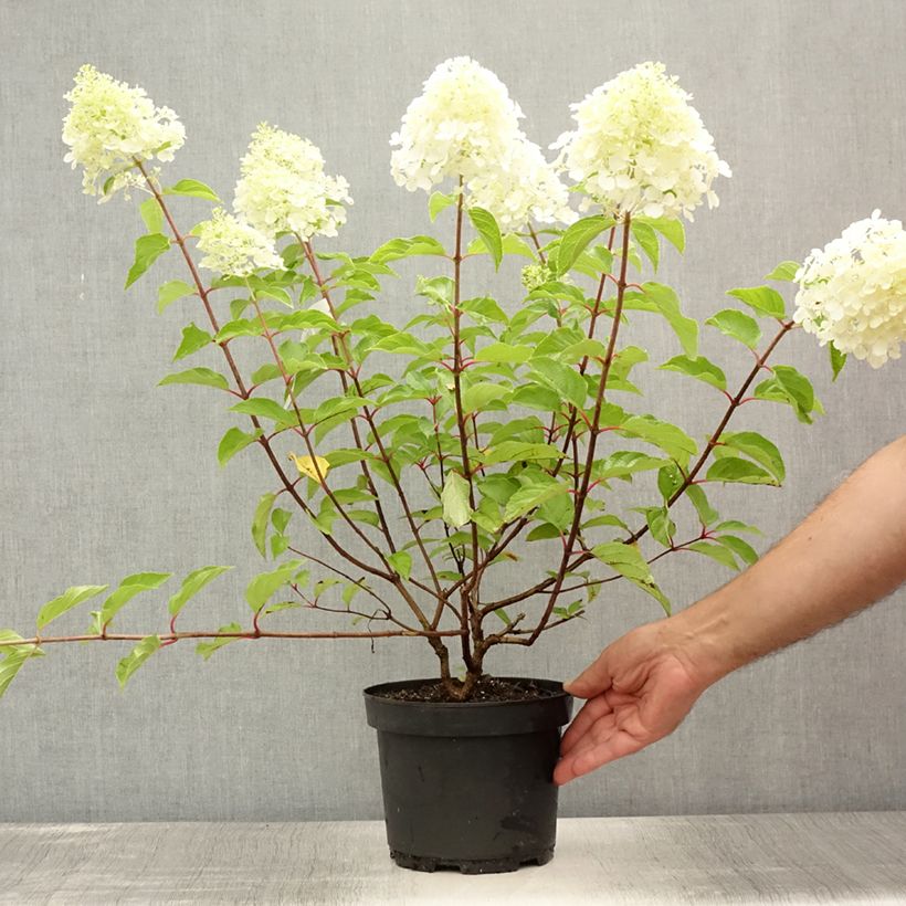 Exemplar von Rispenhortensie Diamant Rouge - Hydrangea paniculata Topf mit 2L/3L, Strauch wie im Sommer geliefert