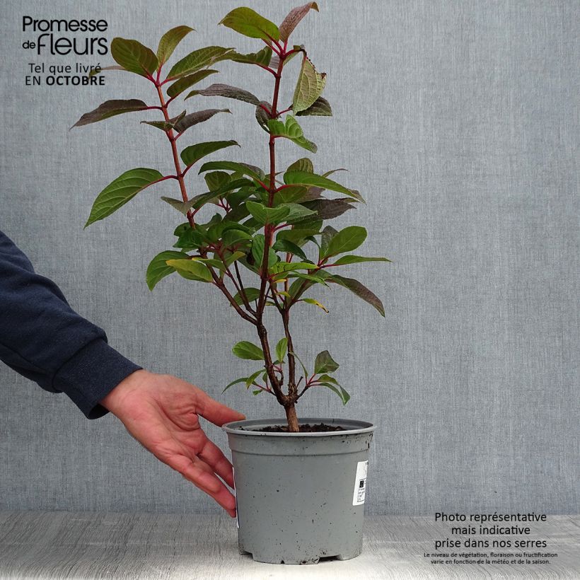 Exemplar von Rispenhortensie Early Sensation - Hydrangea paniculata Topf mit 3L/4L wie im Herbst geliefert