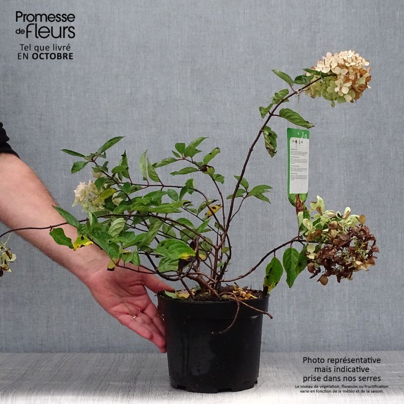 Exemplar von Rispenhortensie Grandiflora - Hydrangea paniculata Topf mit 3L/4L wie im Herbst geliefert