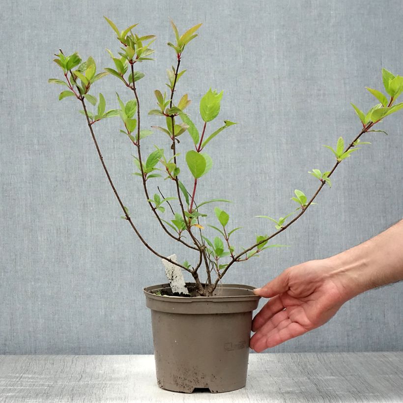 Exemplar von Rispenhortensie Grandiflora - Hydrangea paniculata Topf mit 3L/4L wie im Sommer geliefert