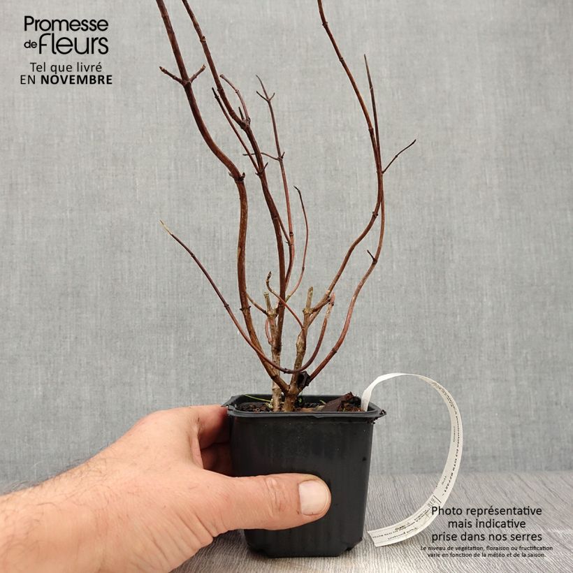 Exemplar von Rispenhortensie Grandiflora - Hydrangea paniculata Kleine Töpfe von 8/9 cm wie im Herbst geliefert
