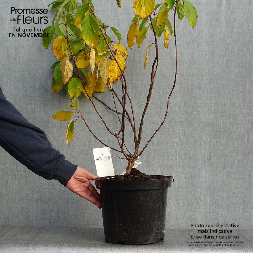 Exemplar von Rispenhortensie Great Star Le Vasterival - Hydrangea paniculata Topf mit 7,5L/10L wie im Herbst geliefert