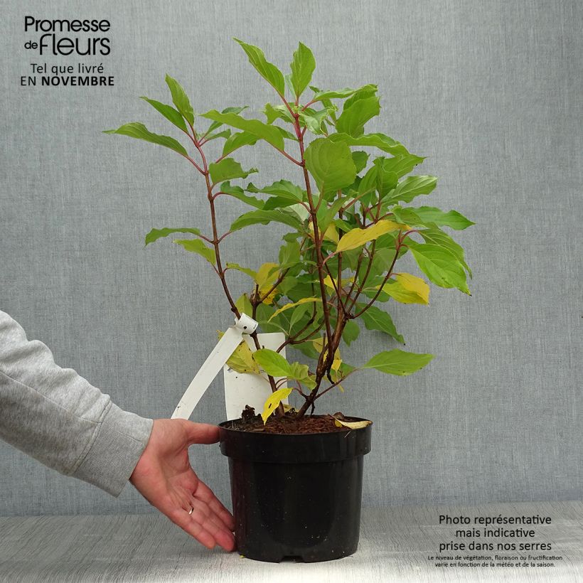 Exemplar von Rispenhortensie Great Star Le Vasterival - Hydrangea paniculata Topf mit 3L/4L wie im Herbst geliefert