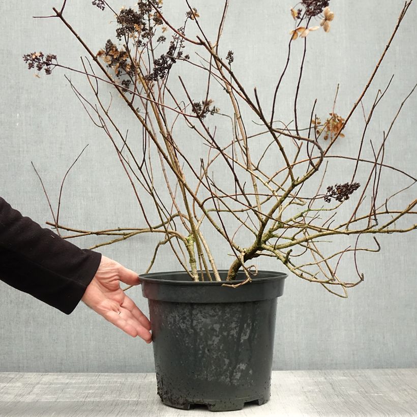 Exemplar von Rispenhortensie Kyushu - Hydrangea paniculata Topf mit 7,5L/10L wie im Herbst geliefert