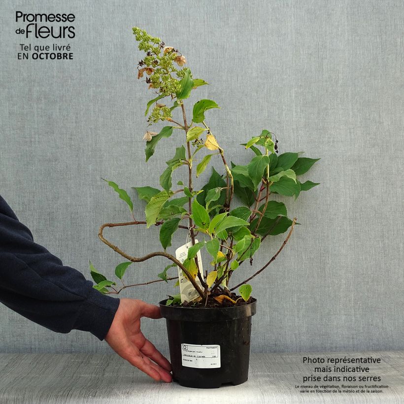 Exemplar von Rispenhortensie Kyushu - Hydrangea paniculata Topf mit 3L/4L wie im Herbst geliefert