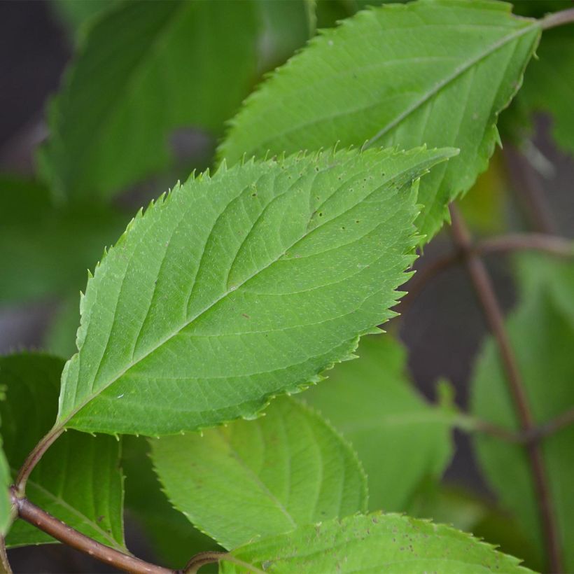 Rispenhortensie Levana - Hydrangea paniculata (Laub)