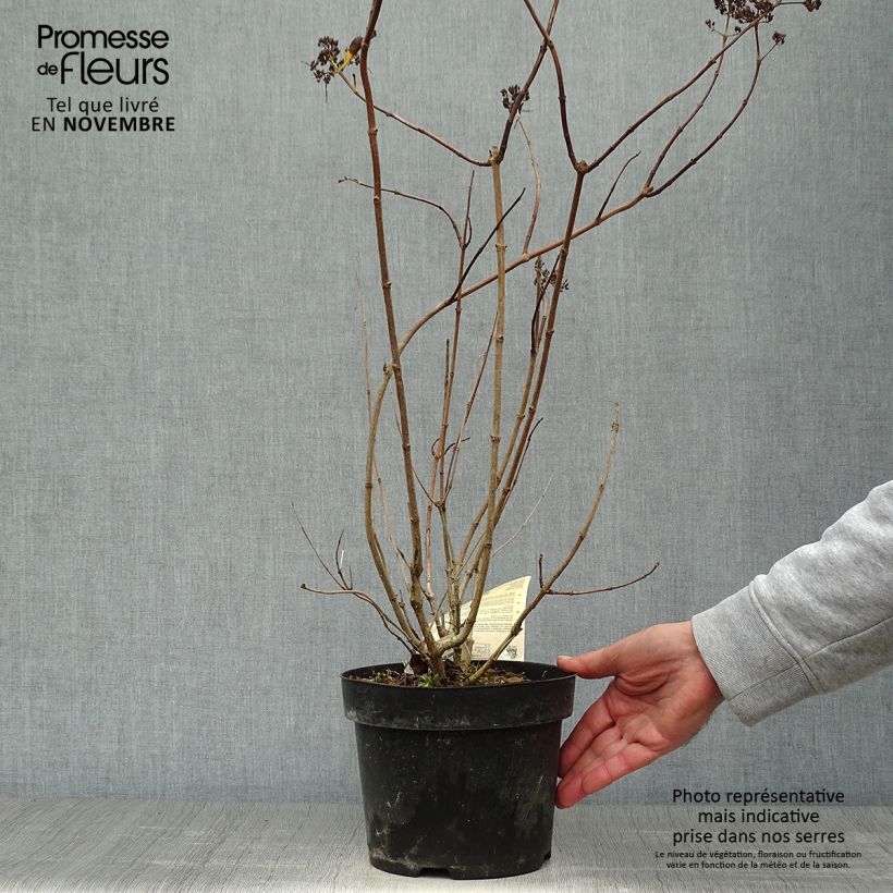 Exemplar von Rispenhortensie Levana - Hydrangea paniculata Topf mit 3L/4L wie im Herbst geliefert