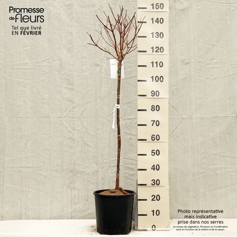 Exemplar von Rispenhortensie Limelight - Hydrangea paniculata Topf mit 12L/15L wie im Winter geliefert