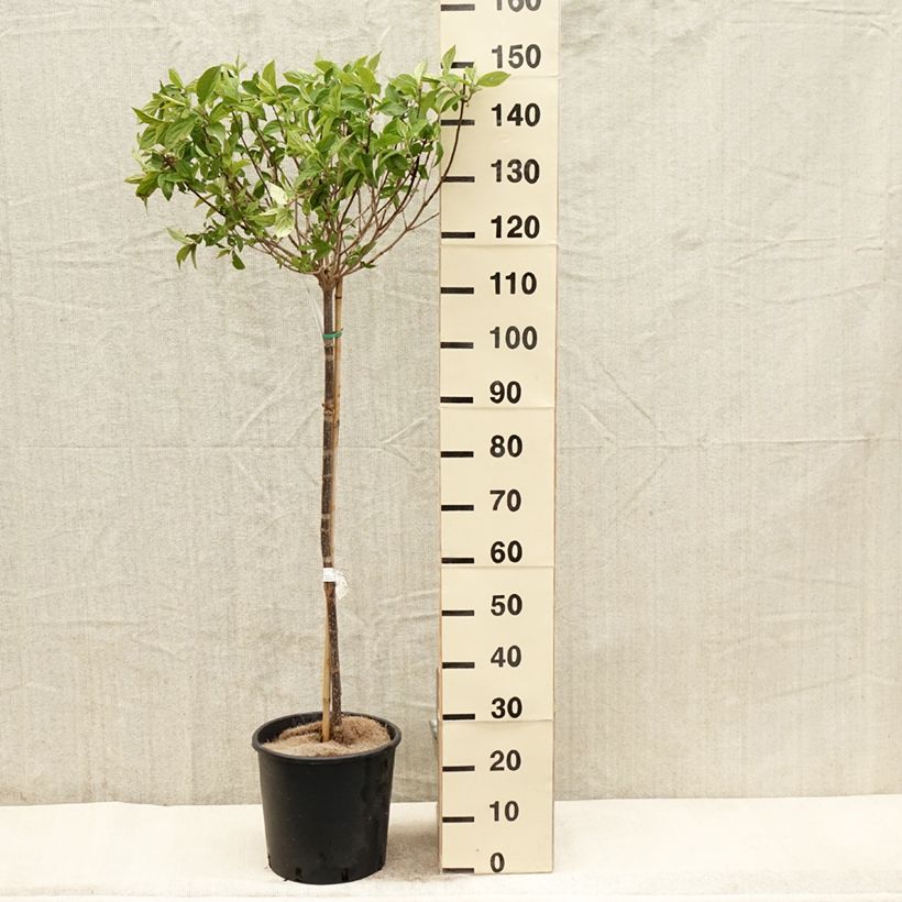 Exemplar von Rispenhortensie Limelight - Hydrangea paniculata Topf mit 12L/15L wie im Frühjahr geliefert