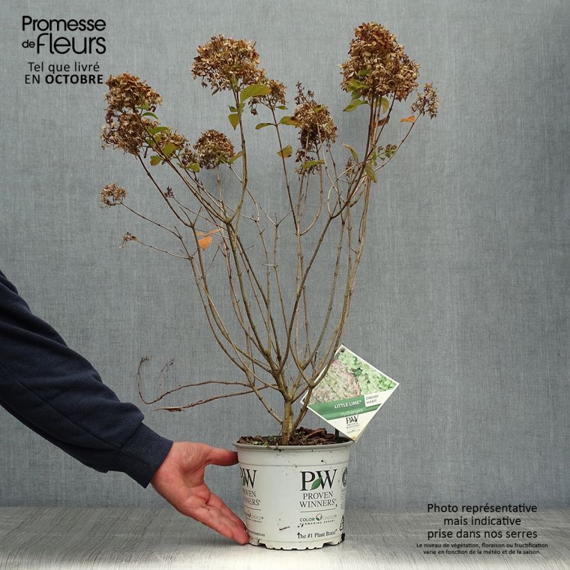 Exemplar von Rispenhortensie Little Lime - Hydrangea paniculata Topf mit 3L/4L wie im Herbst geliefert
