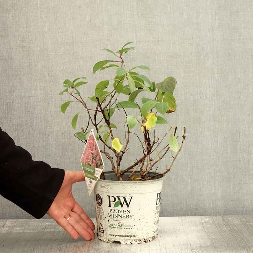 Exemplar von Rispenhortensie Little Quick Fire - Hydrangea paniculata Topf mit 3L/4L wie im Herbst geliefert