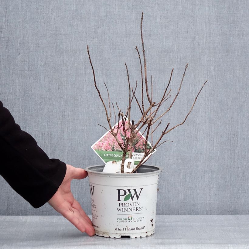 Exemplar von Rispenhortensie Little Quick Fire - Hydrangea paniculata Topf mit 3L/4L wie im Winter geliefert