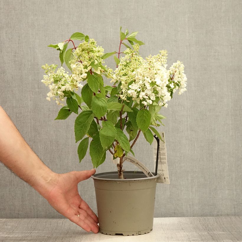 Exemplar von Rispenhortensie Magical Mont Blanc - Hydrangea paniculata Topf mit 3L/4L wie im Sommer geliefert