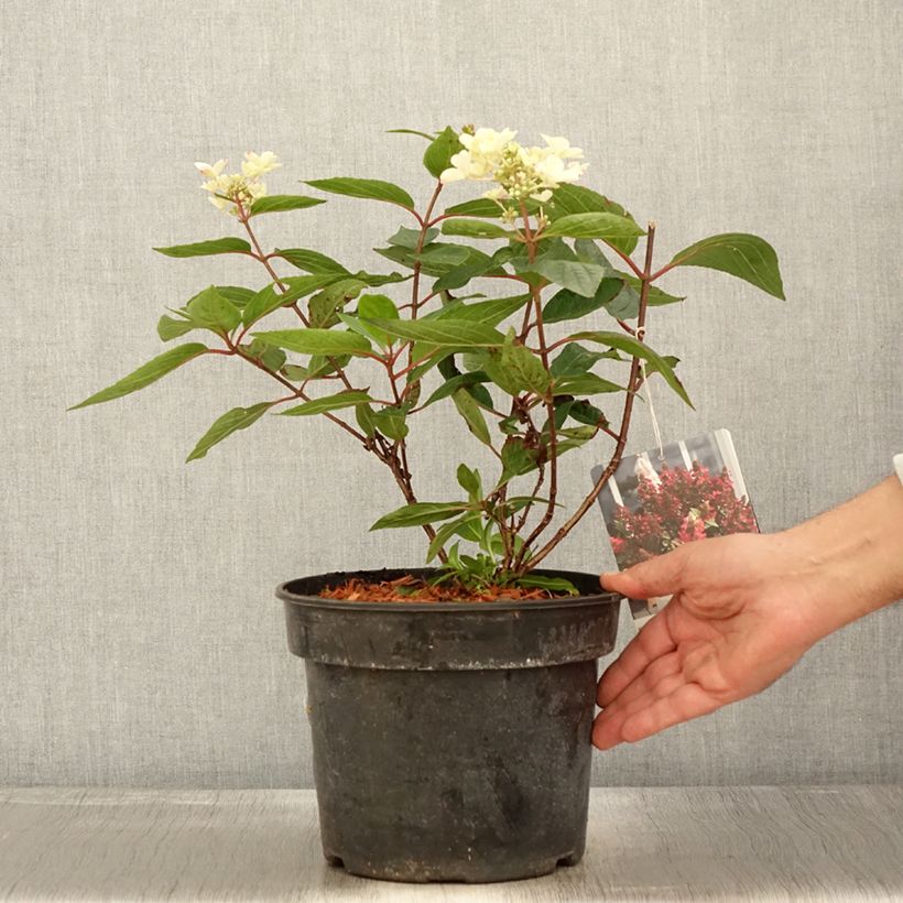 Exemplar von Rispenhortensie Magical Vesuvio - Hydrangea paniculata Topf mit 4L/5L wie im Herbst geliefert