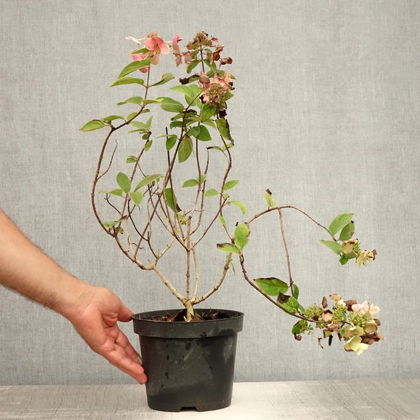 Exemplar von Rispenhortensie Mega Mindy - Hydrangea paniculata Topf mit 2L/3L wie im Sommer geliefert