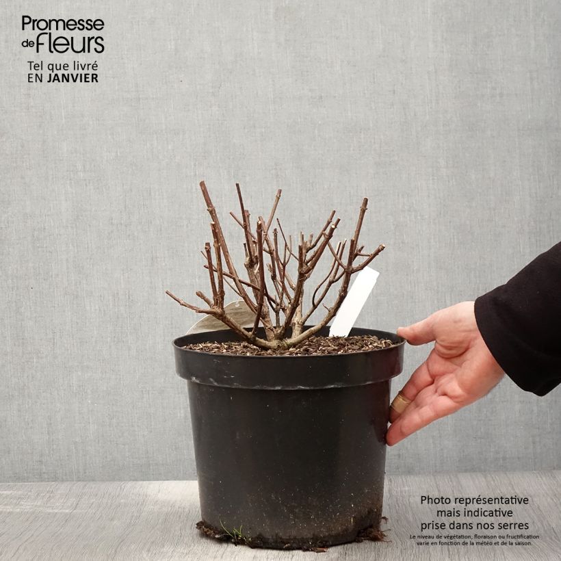 Exemplar von Rispenhortensie Pastelgreen - Hydrangea paniculata Topf mit 7,5L/10L wie im Winter geliefert