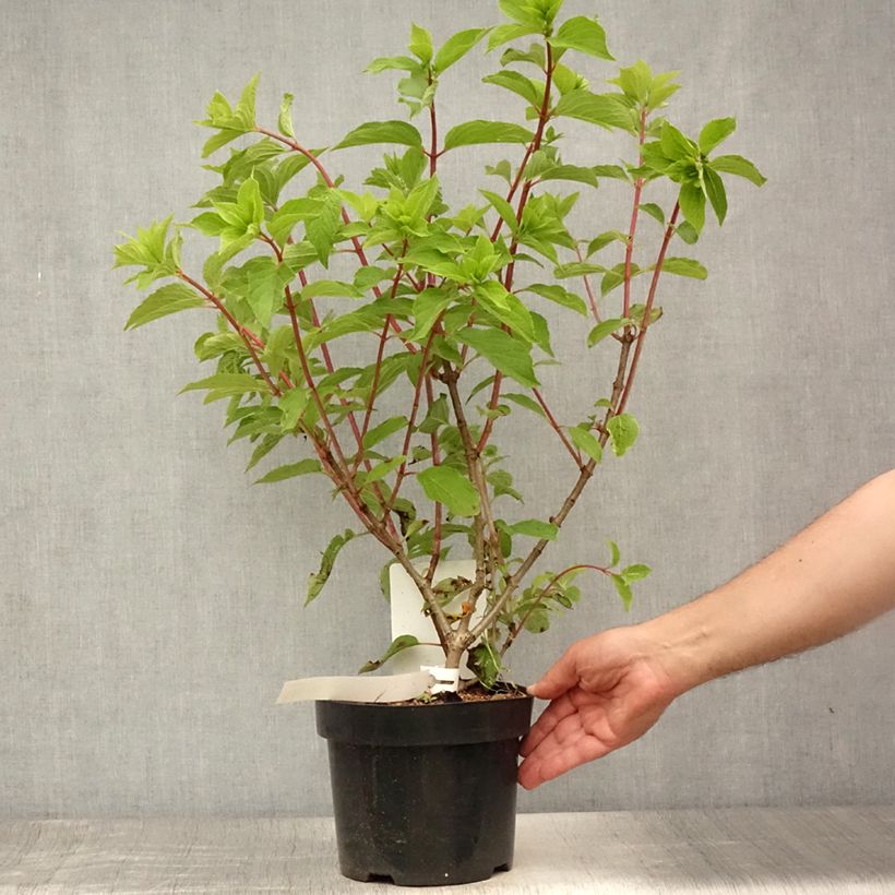 Exemplar von Rispenhortensie Phantom - Hydrangea paniculata Topf mit 2L/3L wie im Sommer geliefert