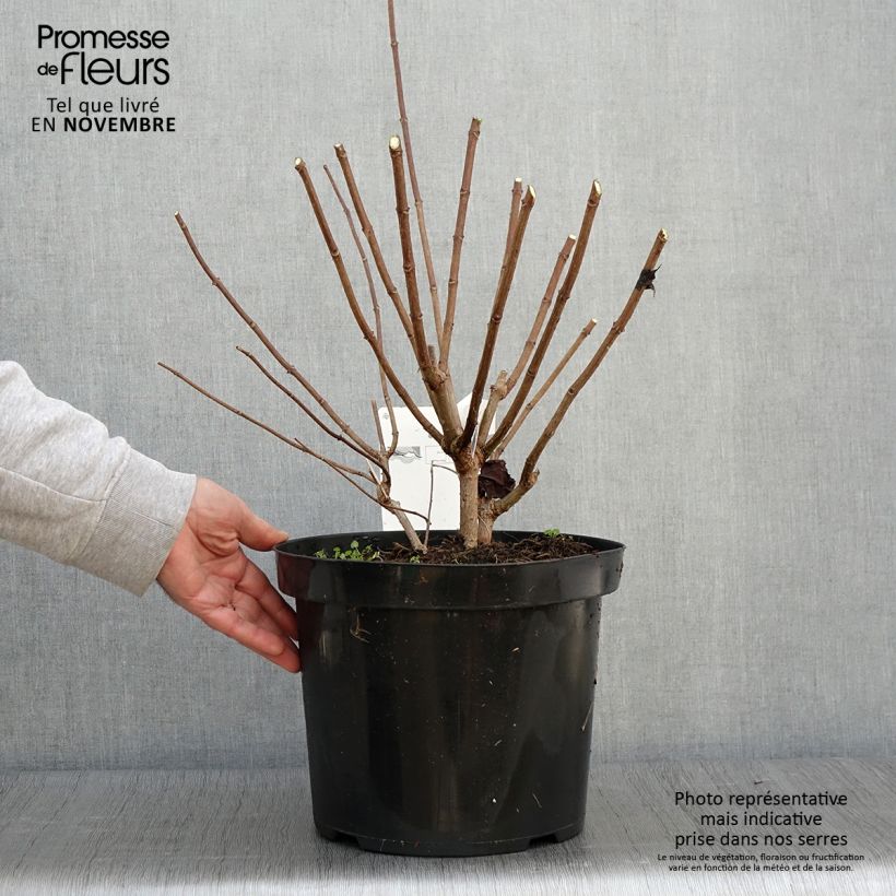 Exemplar von Rispenhortensie Phantom - Hydrangea paniculata Topf mit 7,5L/10L wie im Herbst geliefert
