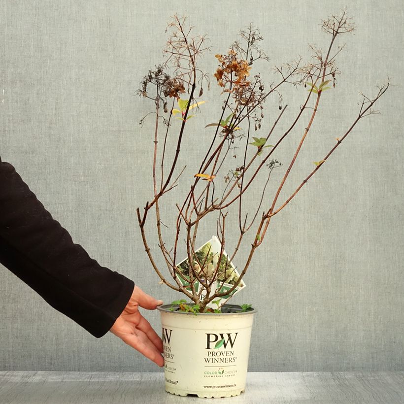 Exemplar von Rispenhortensie Pinkachu - Hydrangea paniculata Topf mit 3L/4L wie im Herbst geliefert