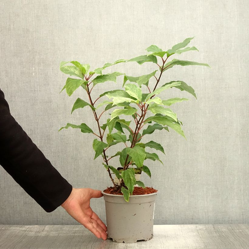 Exemplar von Rispenhortensie Shikoku Flash - Hydrangea paniculata Topf mit 3L/4L wie im Herbst geliefert