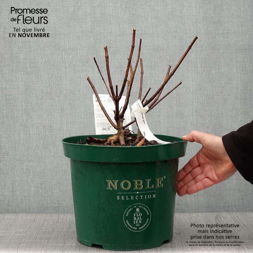 Exemplar von Rispenhortensie Silver Dollar - Hydrangea paniculata Topf mit 7,5L/10L wie im Herbst geliefert