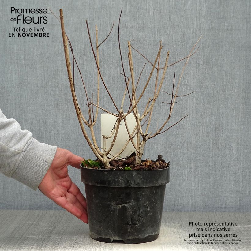 Exemplar von Rispenhortensie Sundae Fraise - Hydrangea paniculata Topf mit 2L/3L wie im Herbst geliefert