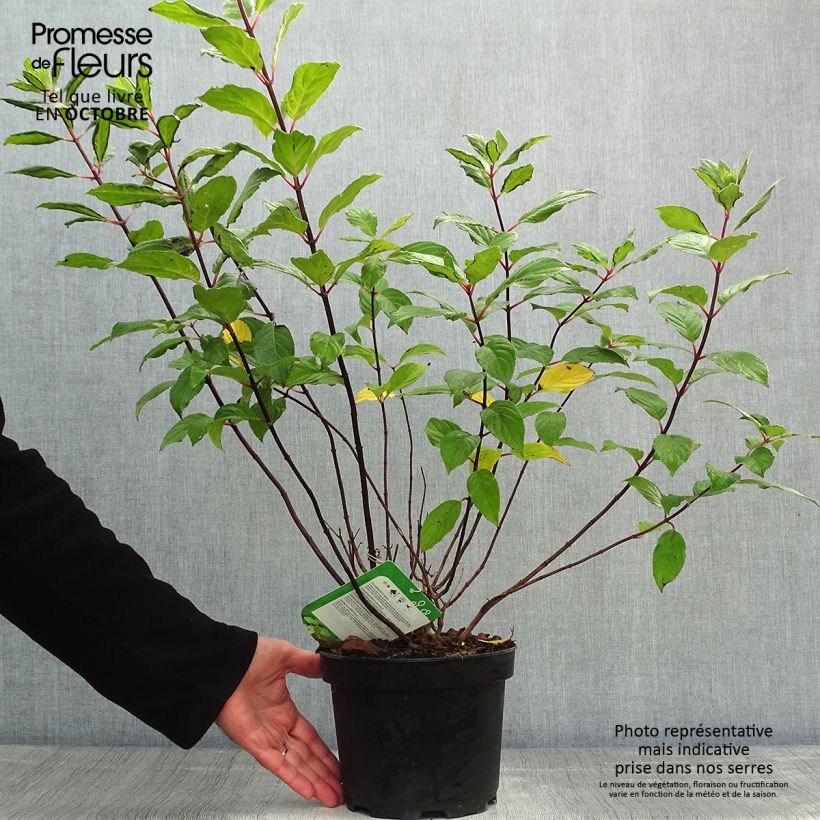 Exemplar von Rispenhortensie Unique - Hydrangea paniculata Topf mit 2L/3L wie im Herbst geliefert