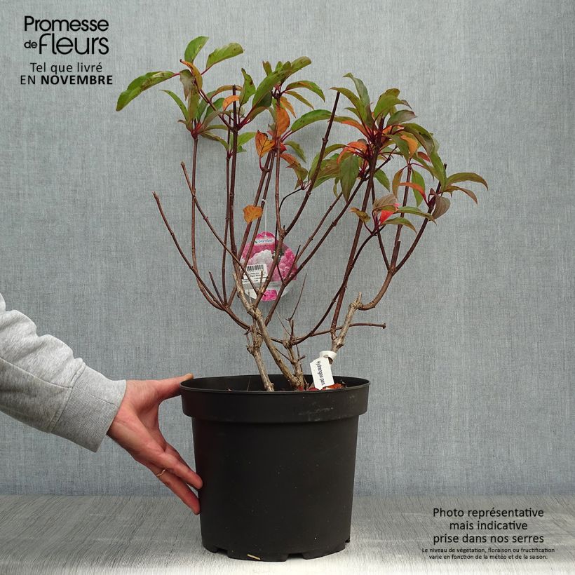Exemplar von Rispenhortensie Vanille Fraise - Hydrangea paniculata Topf mit 7,5L/10L wie im Herbst geliefert