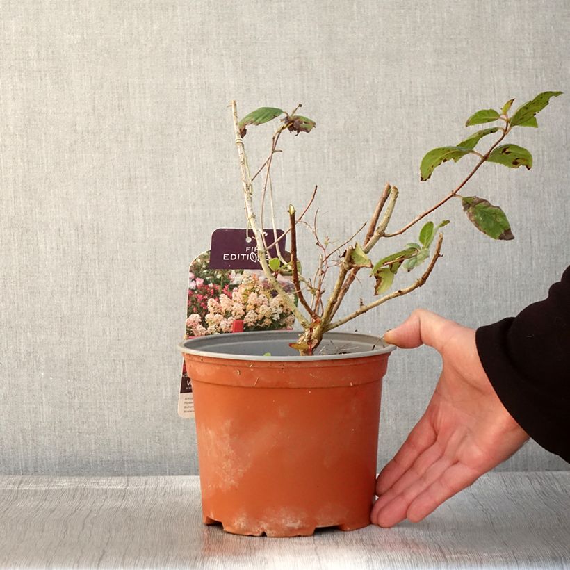 Exemplar von Rispenhortensie White Diamond - Hydrangea paniculata Topf mit 3L/4L wie im Herbst geliefert