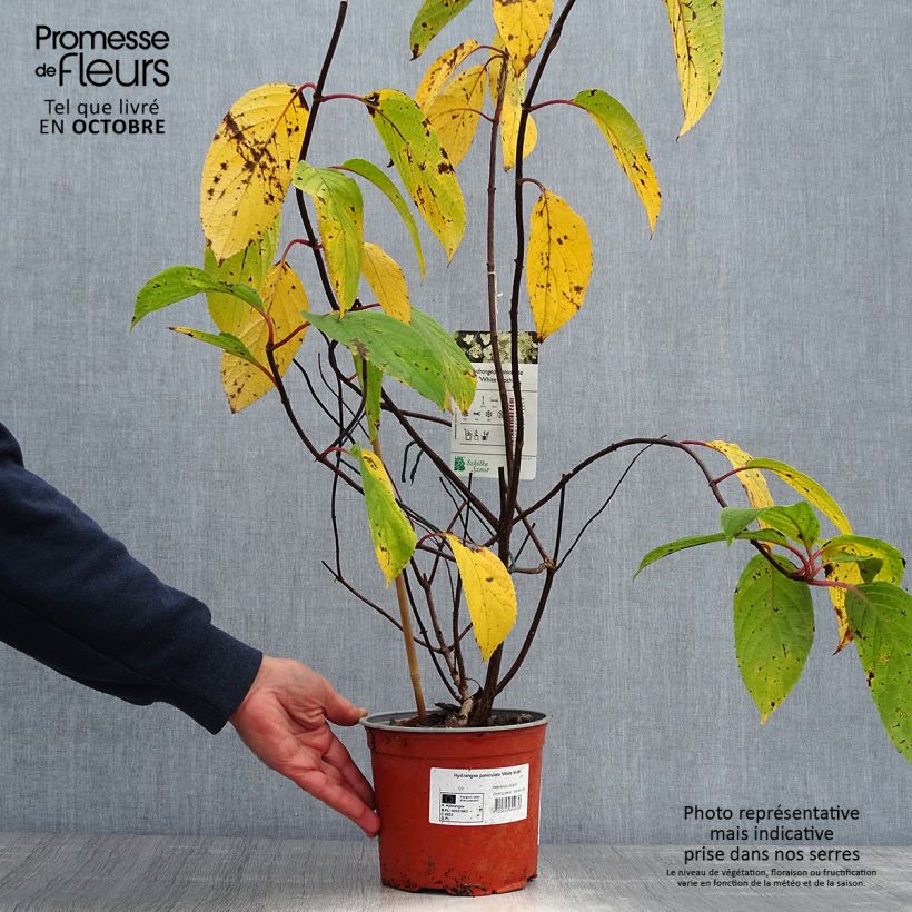 Exemplar von Rispenhortensie White Moth - Hydrangea paniculata Topf mit 2L/3L wie im Herbst geliefert