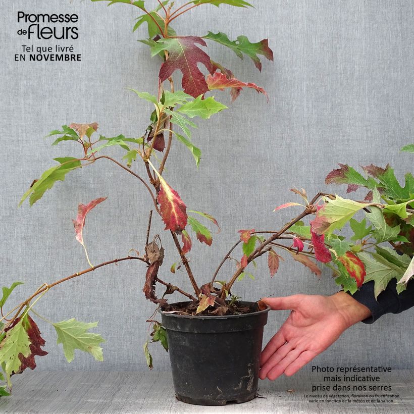 Exemplar von Eichenblatt-Hortensie Ice Crystal - Hydrangea quercifolia Topf mit 4L/5L wie im Herbst geliefert