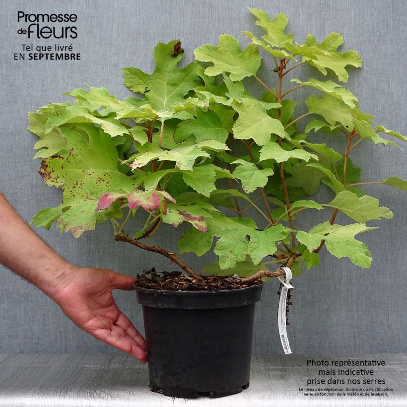 Exemplar von Eichenblatt-Hortensie Little Honey - Hydrangea quercifolia Topf mit 4L/5L wie im Herbst geliefert