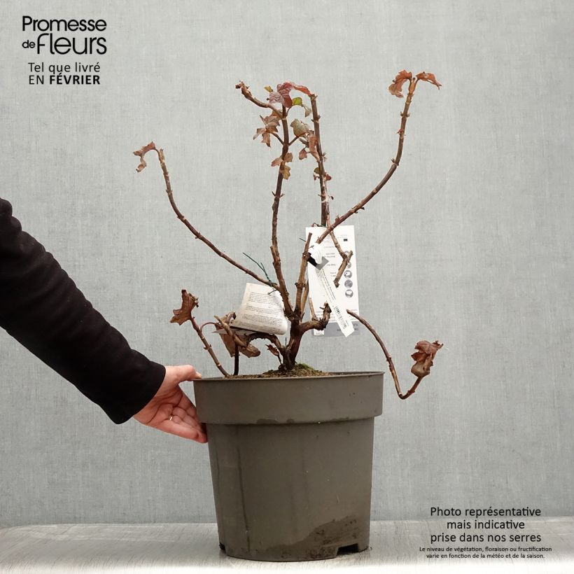 Exemplar von Eichenblatt-Hortensie Ruby Slippers - Hydrangea quercifolia Topf mit 7,5L/10L wie im Winter geliefert