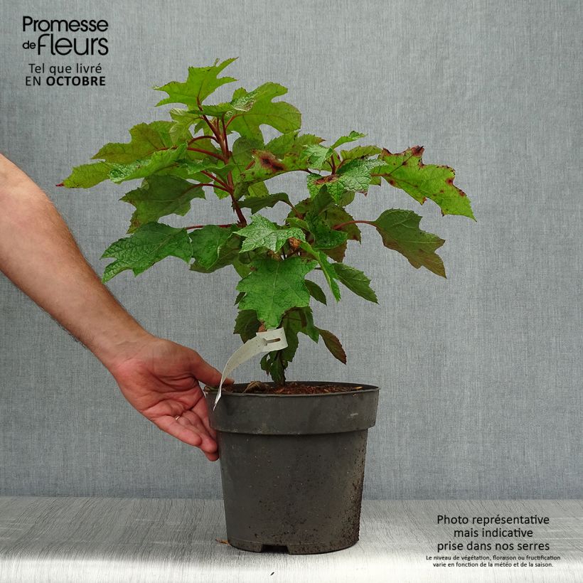 Exemplar von Eichenblatt-Hortensie Ruby Slippers - Hydrangea quercifolia Topf mit 3L/4L wie im Herbst geliefert