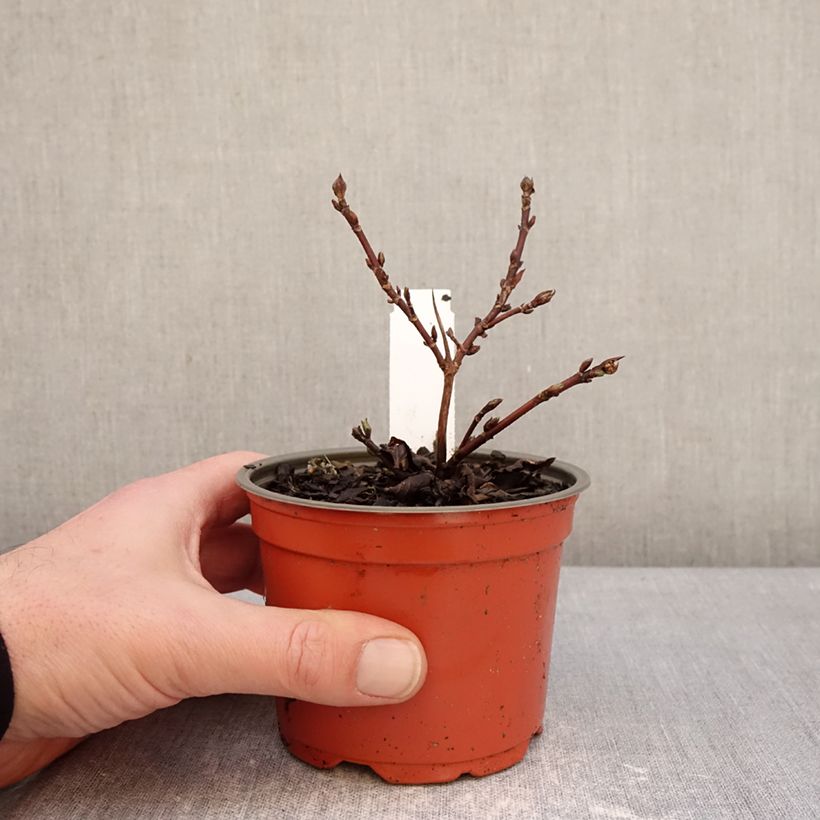 Exemplar von Hortensia - Hydrangea scandens First Love Topf 12 cm / 13 cm wie im Winter geliefert