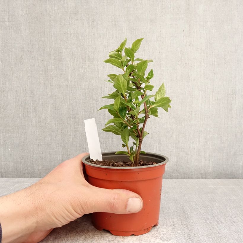 Exemplar von Hydrangea scandens First Love - Hortensie Topf 12 cm / 13 cm wie im Frühjahr geliefert