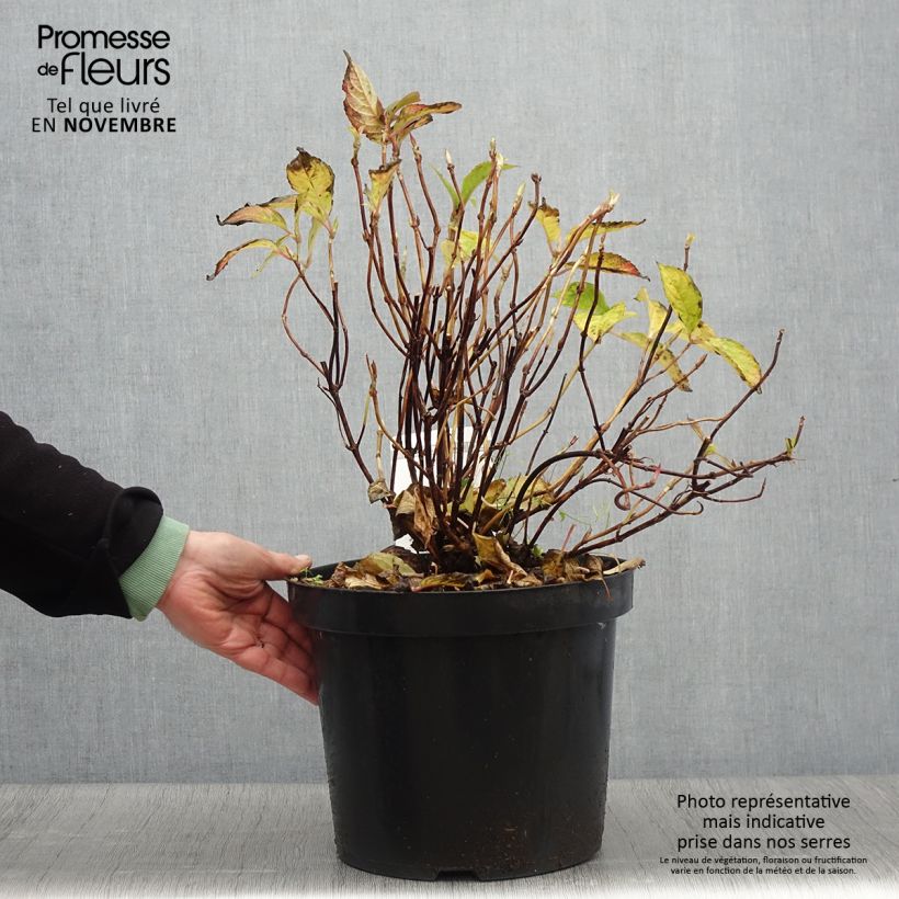 Exemplar von Hydrangea serrata Avelroz - Tellerhortensie Topf mit 7,5L/10L wie im Herbst geliefert