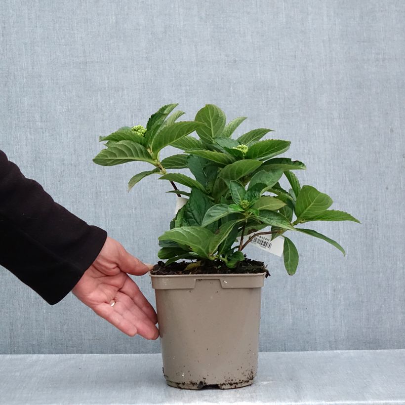 Exemplar von Hydrangea serrata Bleuet - Tellerhortensie Topf mit 3L/4L wie im Herbst geliefert