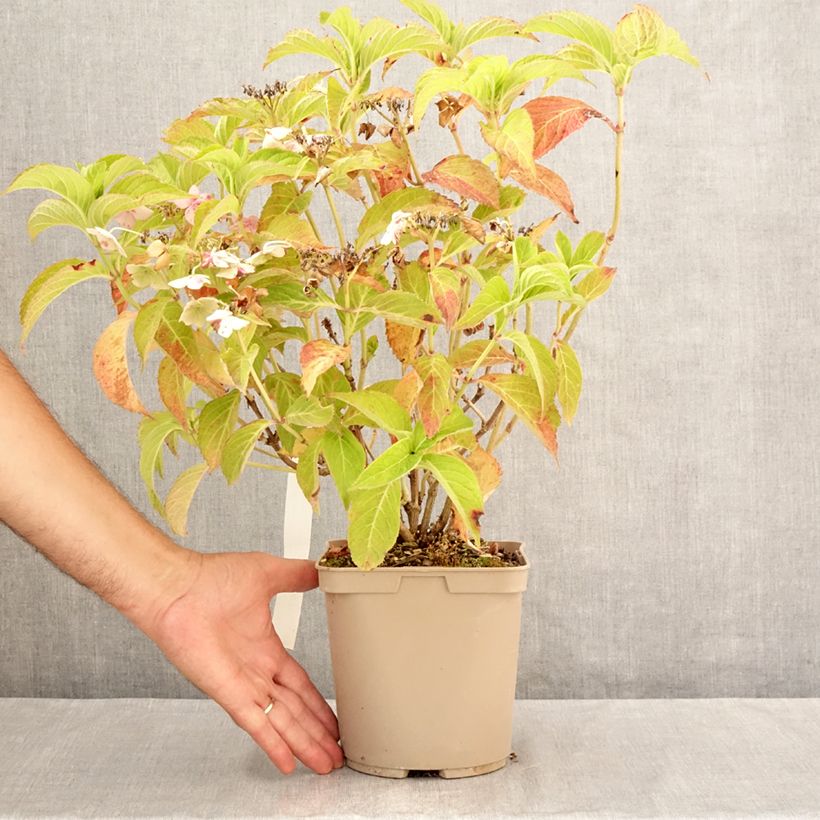 Exemplar von Hydrangea serrata Bleuet - Tellerhortensie Topf mit 3L/4L wie im Sommer geliefert