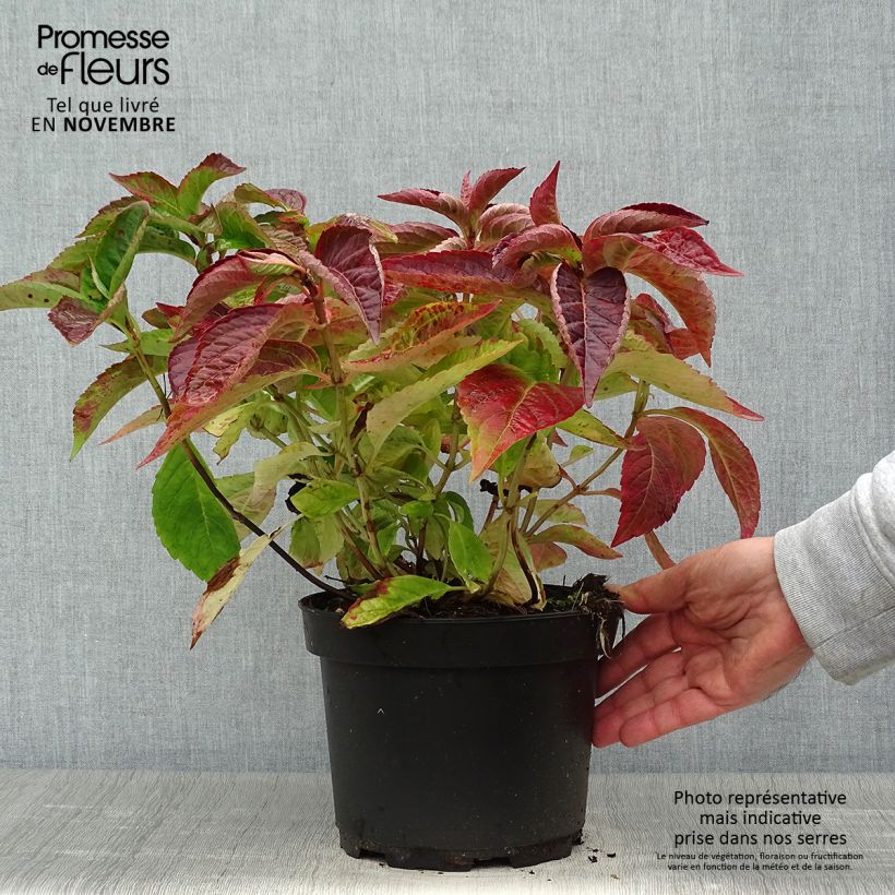 Exemplar von Hydrangea serrata Blue Bird - Tellerhortensie Topf mit 3L/4L wie im Herbst geliefert
