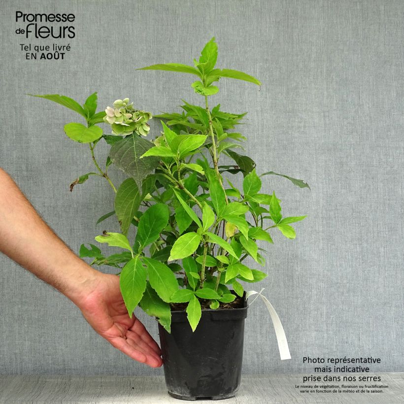 Exemplar von Hydrangea serrata Blue Deckle - Tellerhortensie Topf mit 2L/3L wie im Sommer geliefert