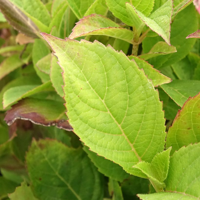 Hydrangea serrata Cotton Candy - Tellerhortensie (Laub)